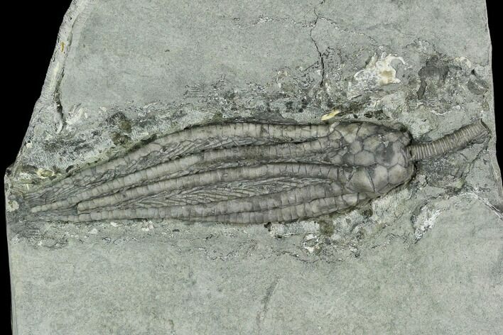 Crinoid (Scytellacrinus) Fossil - Crawfordsville, Indiana #125908